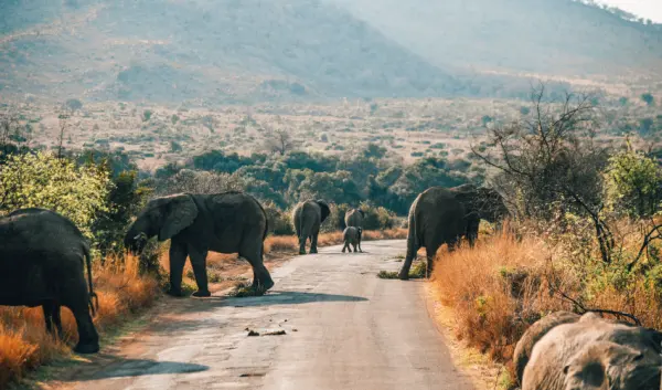 VIAJE VIAJE AFRICA SUDAFRICA PRETORIA PILANESBERG CIUDAD CABO 4772
