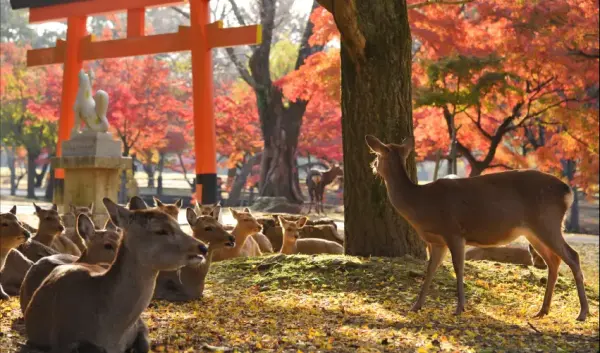 VIAJE OSAKA KIOTO TOKIO JAPON TVG 4956