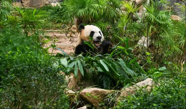 VIAJE CHINA XIAN CHENGDU GUILIN TVG 5043