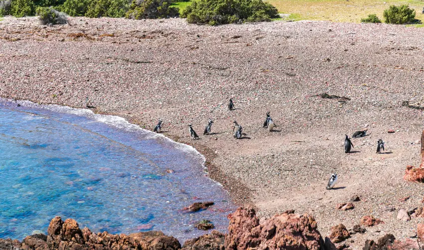 Viaje viaje-sudamerica-puerto-madryn-argentina-5207