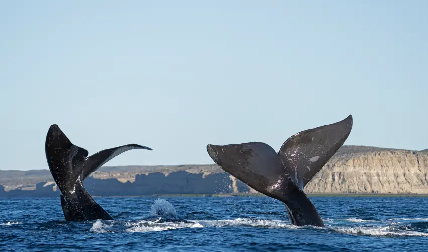 Viaje viaje-sudamerica-puerto-madryn-argentina-5207